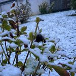 Maltempo, torna la neve in Piemonte: anche Torino si sveglia imbiancata [FOTO]