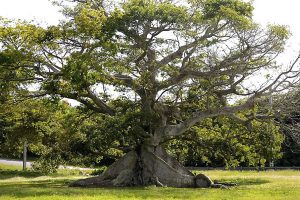 Ceiba