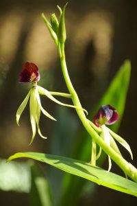 Giardino Botanico Orquideario