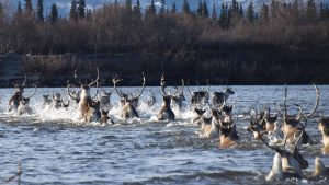 Kobuk Valley caribù