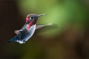 fenicotteri cuba