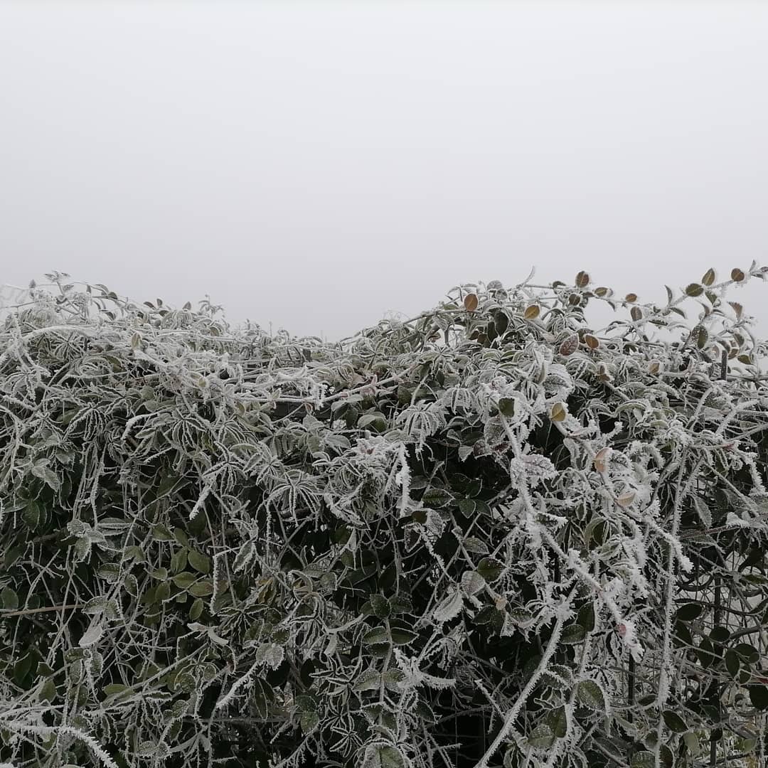 galaverna pianura padana 19 gennaio 2021