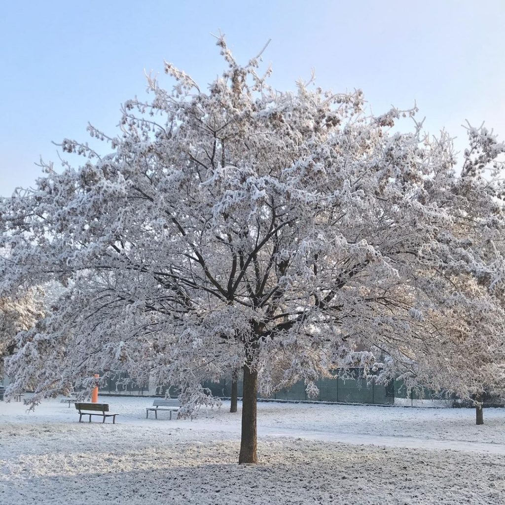 galaverna pianura padana 19 gennaio 2021