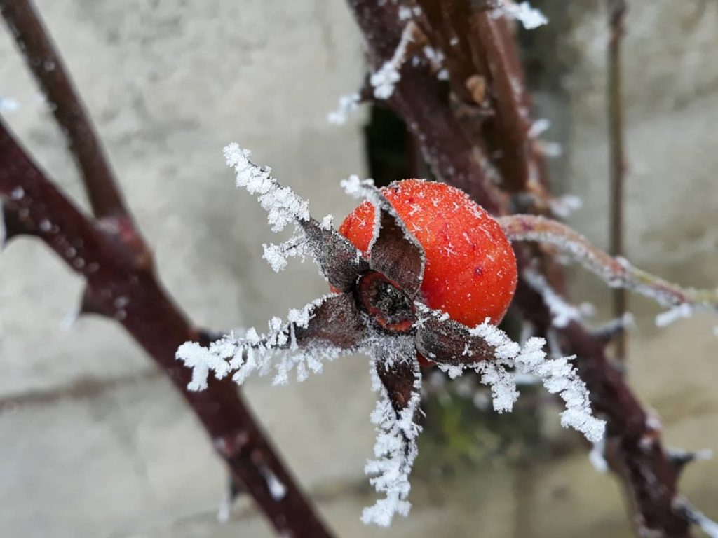 galaverna pianura padana 19 gennaio 2021