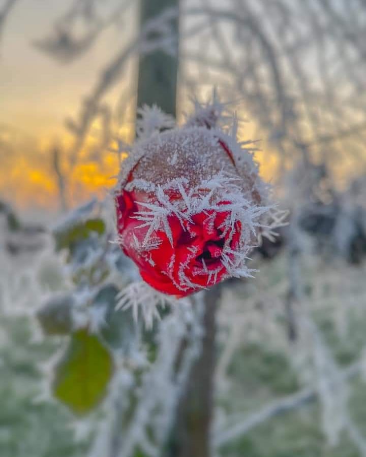 galaverna pianura padana 19 gennaio 2021