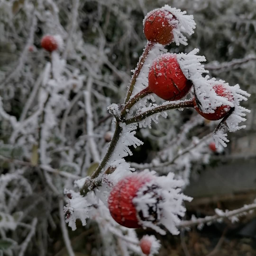 galaverna pianura padana 19 gennaio 2021