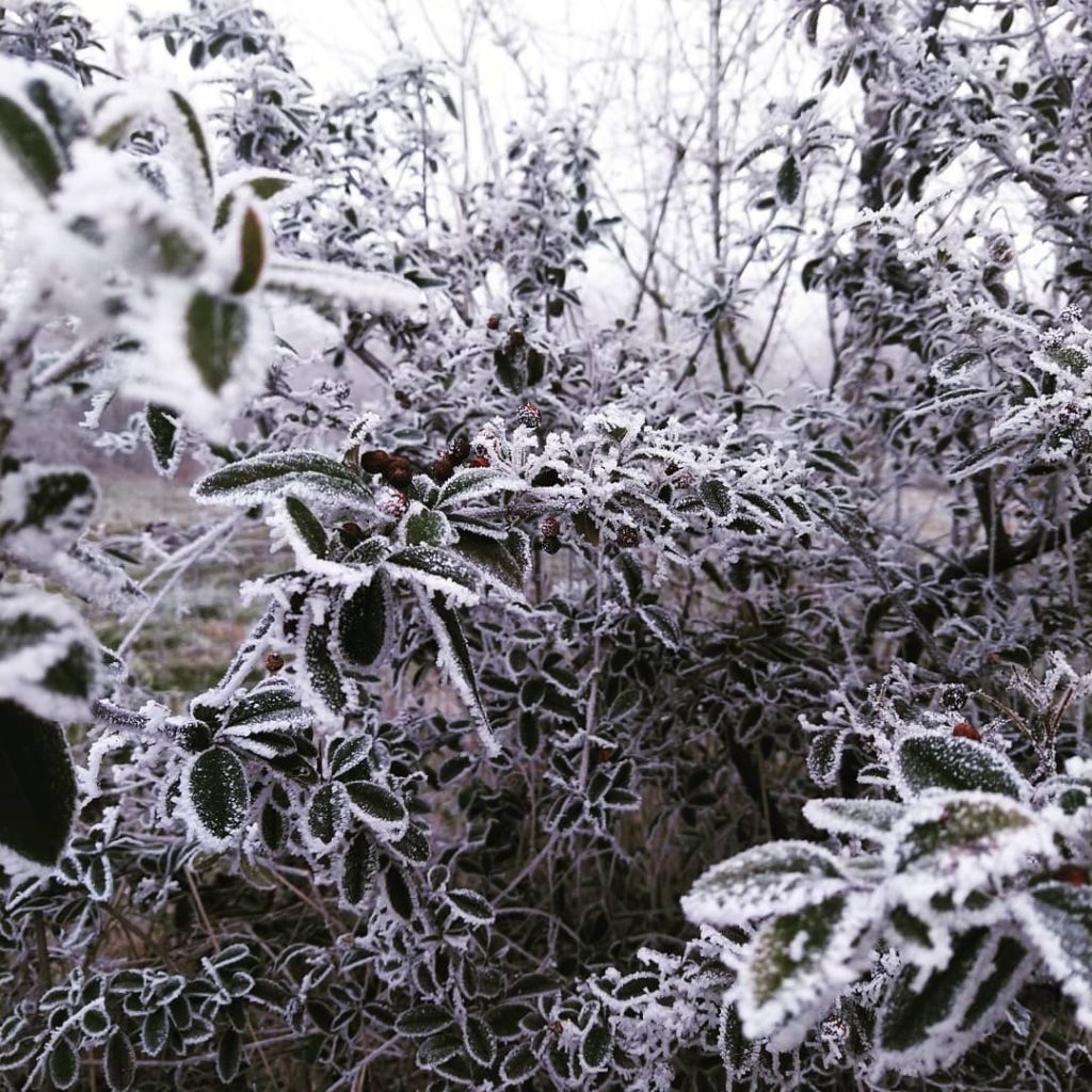 galaverna pianura padana 19 gennaio 2021