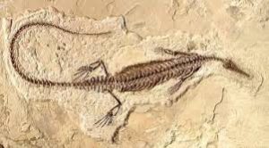 mesosaurus