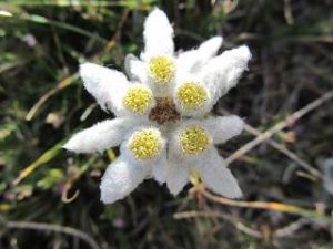 Stella alpina appeninica  Parco Nazionale del Gran Sasso e Monti della Laga