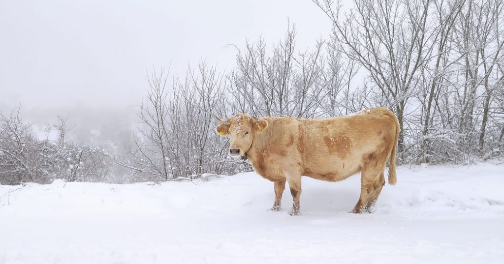 neve abruzzo l'aquila