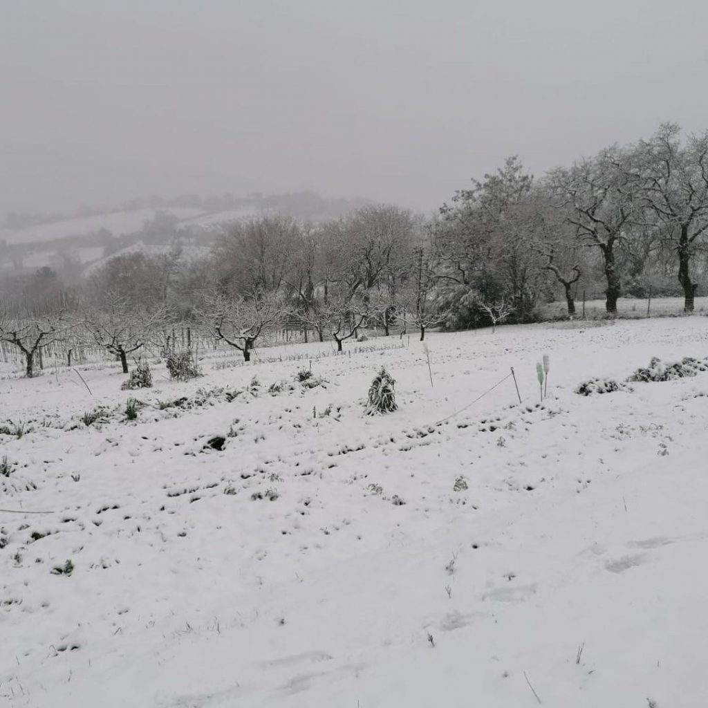 neve ancona marche