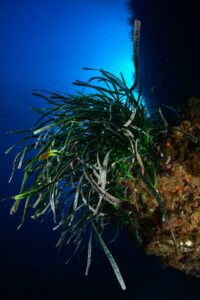 Posidonia oceanica