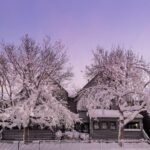 Meteo, tempesta di neve record negli USA: blizzard paralizzanti seppelliscono Wyoming, Colorado e Nebraska [FOTO e VIDEO]