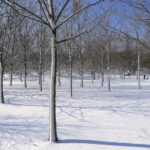 Meteo, ondata di freddo in Romania: -4°C a Bucarest, imbiancata dalla neve [FOTO]