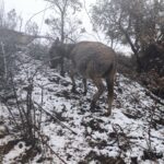 Maltempo, freddo e neve nei primi giorni di primavera in Calabria e Sardegna: temperature sotto zero, imbiancati i rilievi [FOTO]