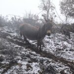 Maltempo, freddo e neve nei primi giorni di primavera in Calabria e Sardegna: temperature sotto zero, imbiancati i rilievi [FOTO]