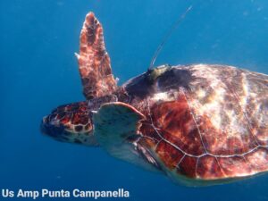 tartaruga punta campanella