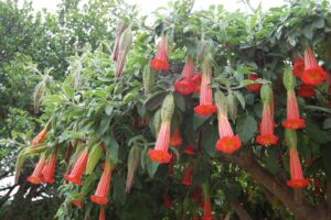 trombone d'angelo brugmansia