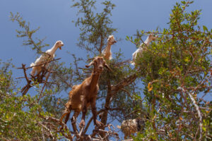 capre-albero-argan