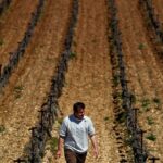 “Catastrofe agronomica” in Francia, in arrivo nuova ondata di gelo [FOTO]