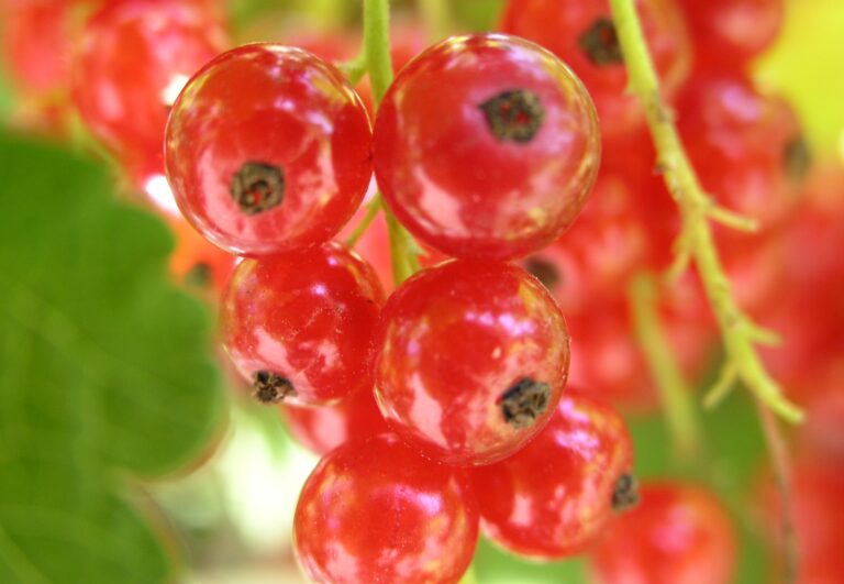 ribes rosso