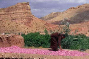 valle delle rose marocco