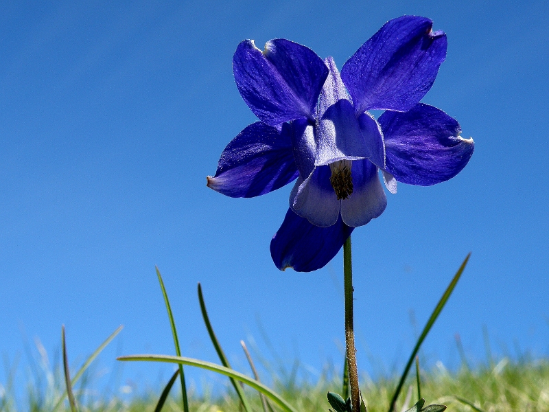 Aquilegia alpina