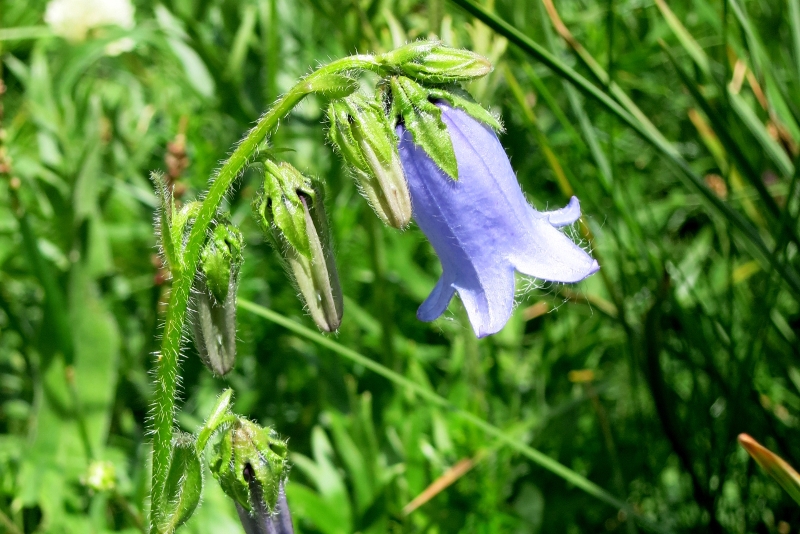 Campanula barbata