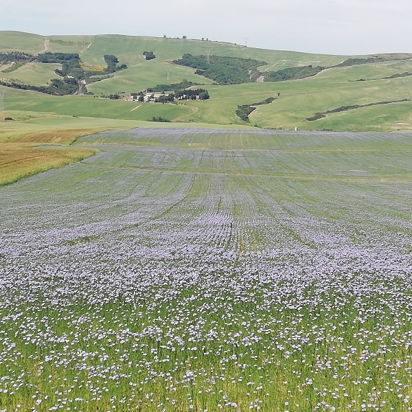 primavera Puglia Basilicata