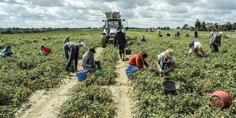 lavoratori agricoli