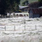 ‘Apocalisse’ in Australia per l’invasione di ragni: le ragnatele hanno ricoperto tutto, come se fosse neve [FOTO & VIDEO]