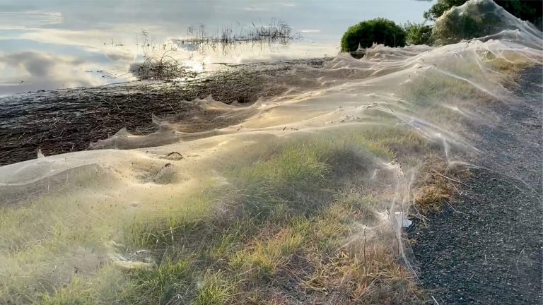 apocalisse in australia per l invasione di ragni le ragnatele hanno ricoperto tutto come se fosse neve foto video