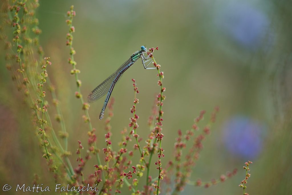 Biodiversità Italia