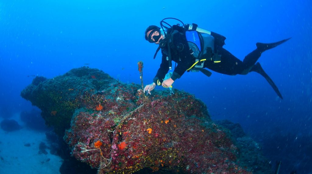 capo figari