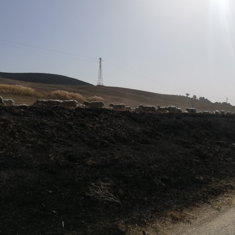 incendi Alta Murgia Puglia