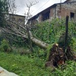 Nubifragi, grandinate e forte vento nella notte in Veneto: strage di alberi e allagamenti, un morto – FOTO