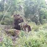 Nubifragi, grandinate e forte vento nella notte in Veneto: strage di alberi e allagamenti, un morto – FOTO