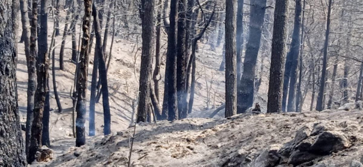 incendi aspromonte