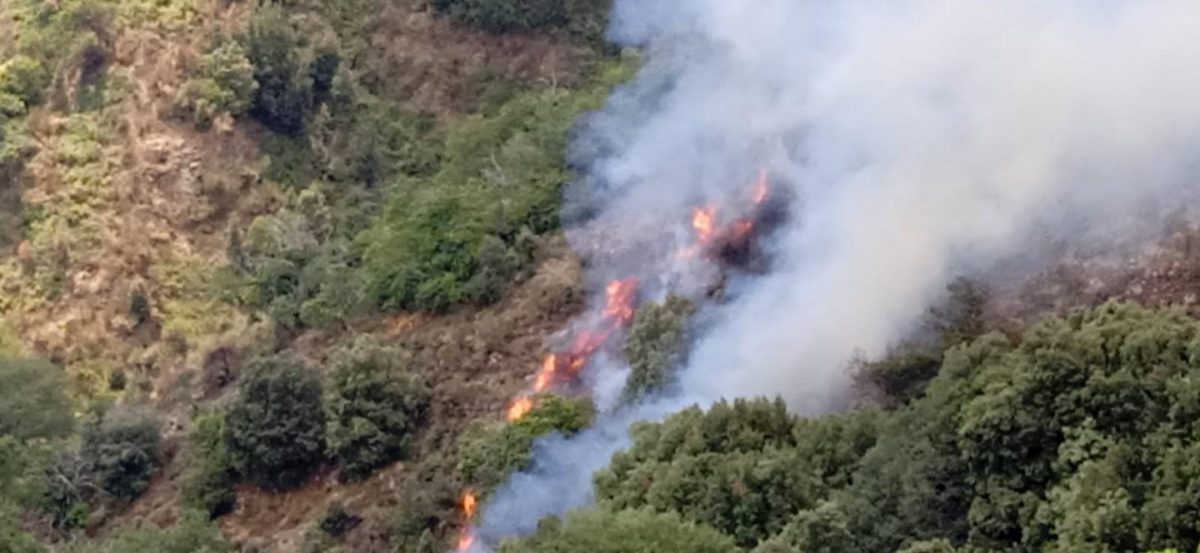 incendi aspromonte