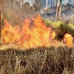 Giornata infernale tra caldo e incendi al Centro-Sud, +43°C a Siracusa, +42° a Lecce: un centinaio di roghi in Calabria, le fiamme raggiungono le case a Campomarino – FOTO e VIDEO