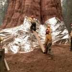 Incendio minaccia le sequoie giganti in California: anche “General Sherman” avvolto in coperte ignifughe [FOTO]