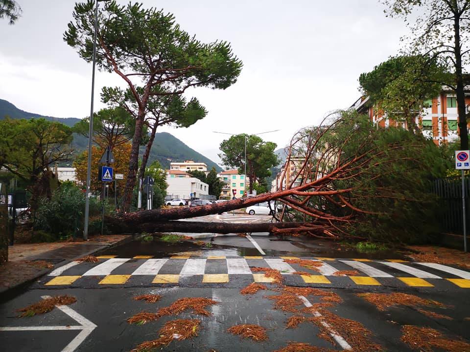 maltempo alberi abbattuti massa