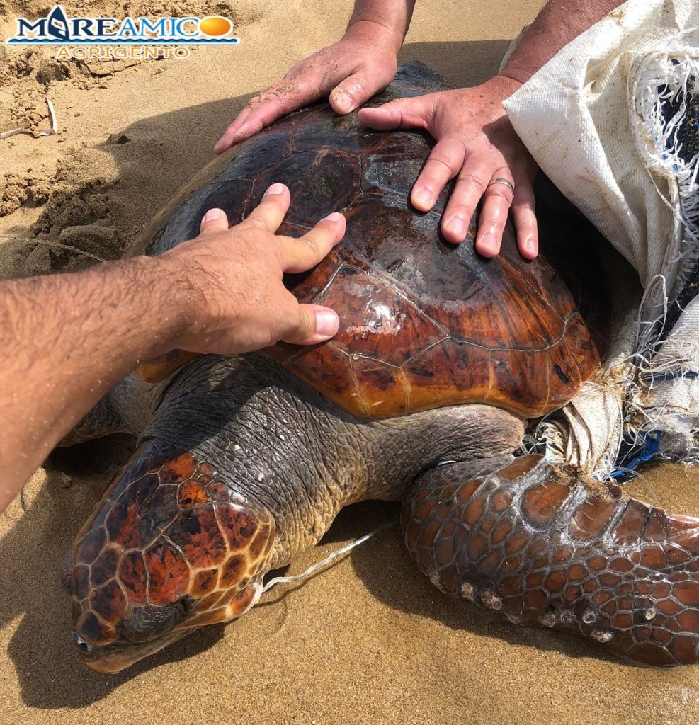 Agrigento salvataggio tartaruga Caretta caretta (4)