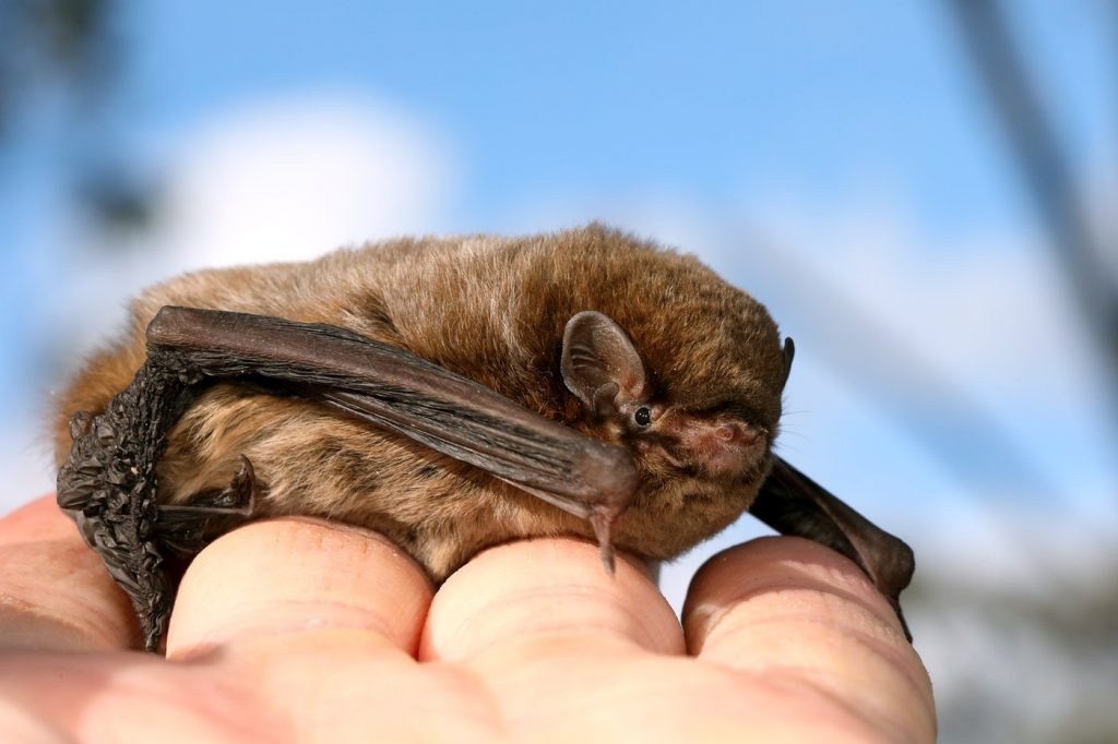 pipistrello