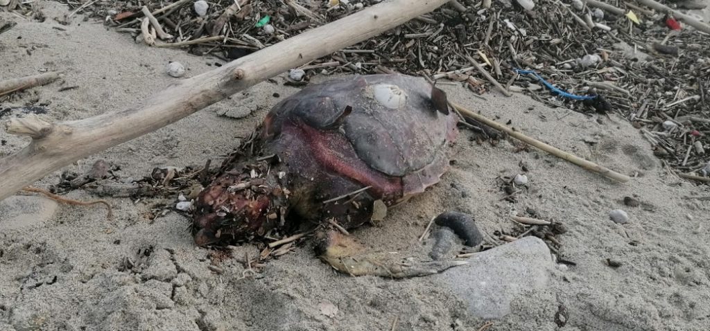 Tartaruga morta spiaggia Reggio Calabria