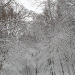 La neve sta imbiancando la Sila cosentina, scenari fiabeschi in Calabria [FOTO e VIDEO]