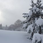 Maltempo in Calabria, bufere di neve in Sila: altopiano sommerso, traffico in tilt. FOTO e VIDEO