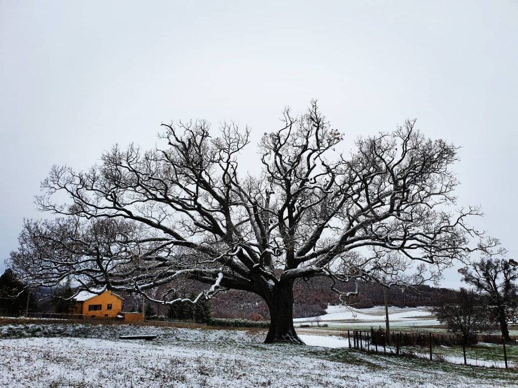 Norcia