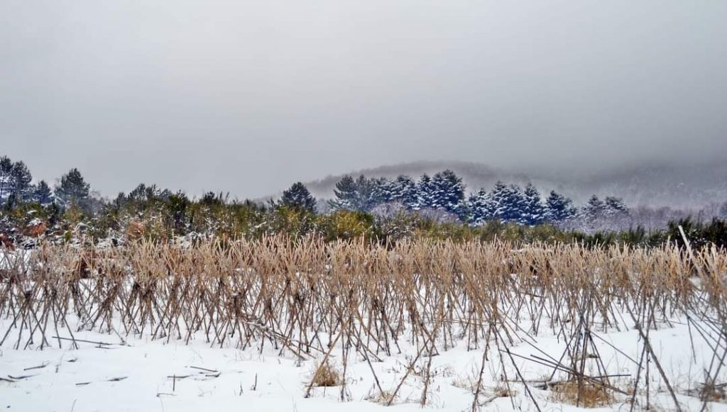 neve gambarie 24 gennaio 2022