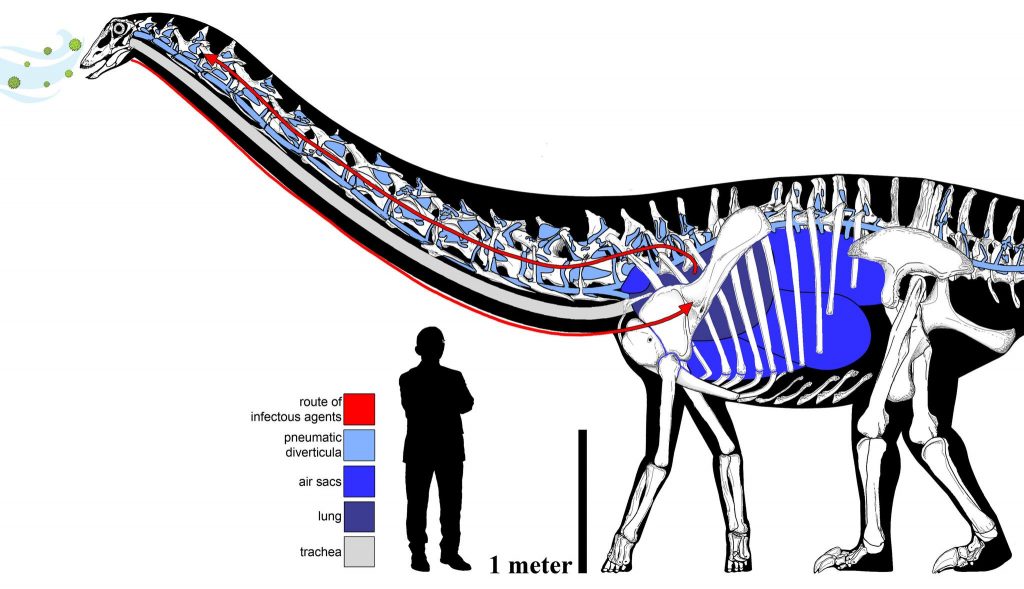 dinosauro